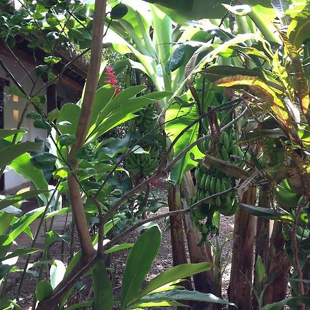 Portal De La Marquesa Hotel Mompos Exterior foto Ginger plants