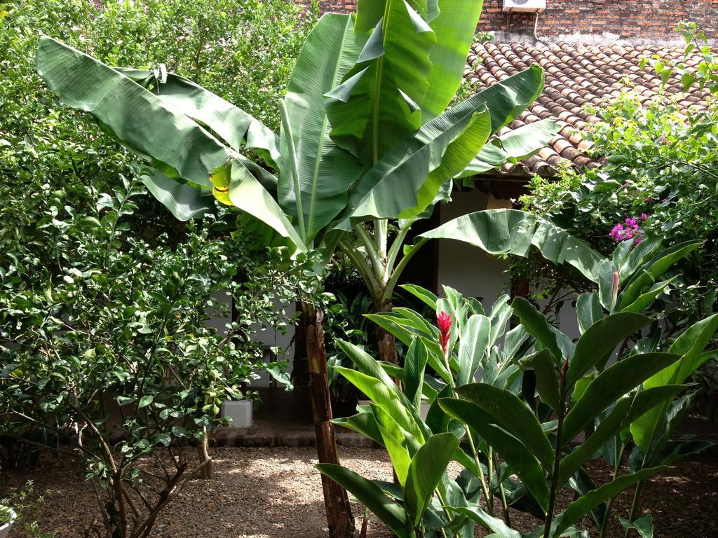 Portal De La Marquesa Hotel Mompos Exterior foto Banana tree